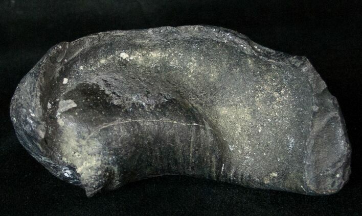 Bargain Fossil Whale Ear Bone - Miocene #18186